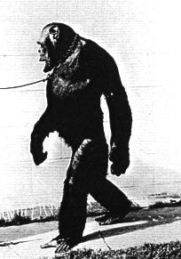 humanzee2