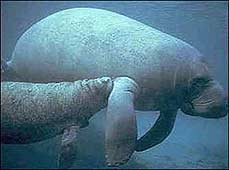 mermaid-dugong
