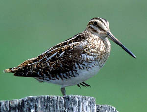 snipe-smaller