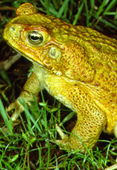 canetoad-green