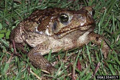 canetoad1