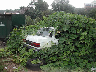 kudzu-car