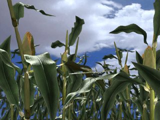 corn6